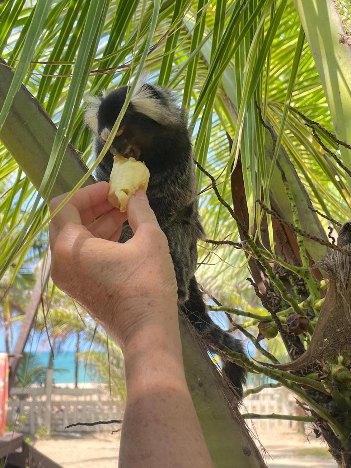 Alojamento de Turismo Selvagem Beira Mar Ococoloco Pôrto das Galinhas